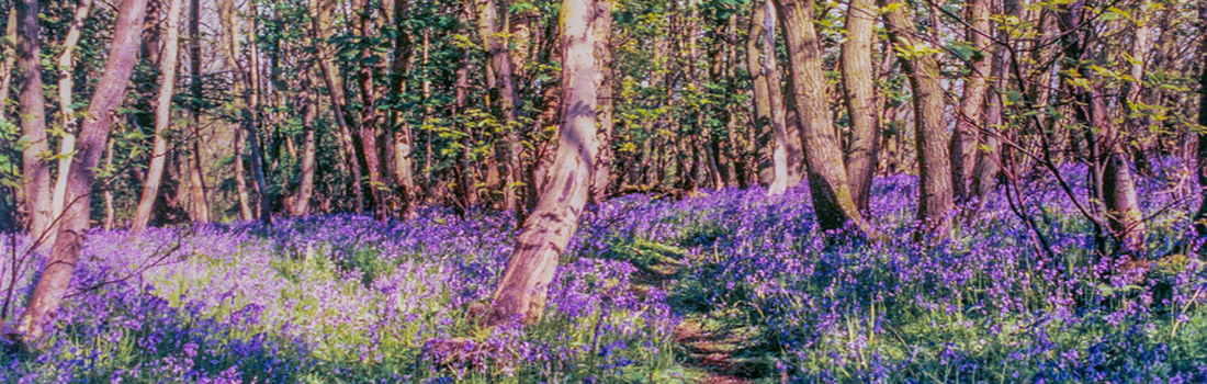 The Bluebells at Greyfield Wood near Greyfield Farm