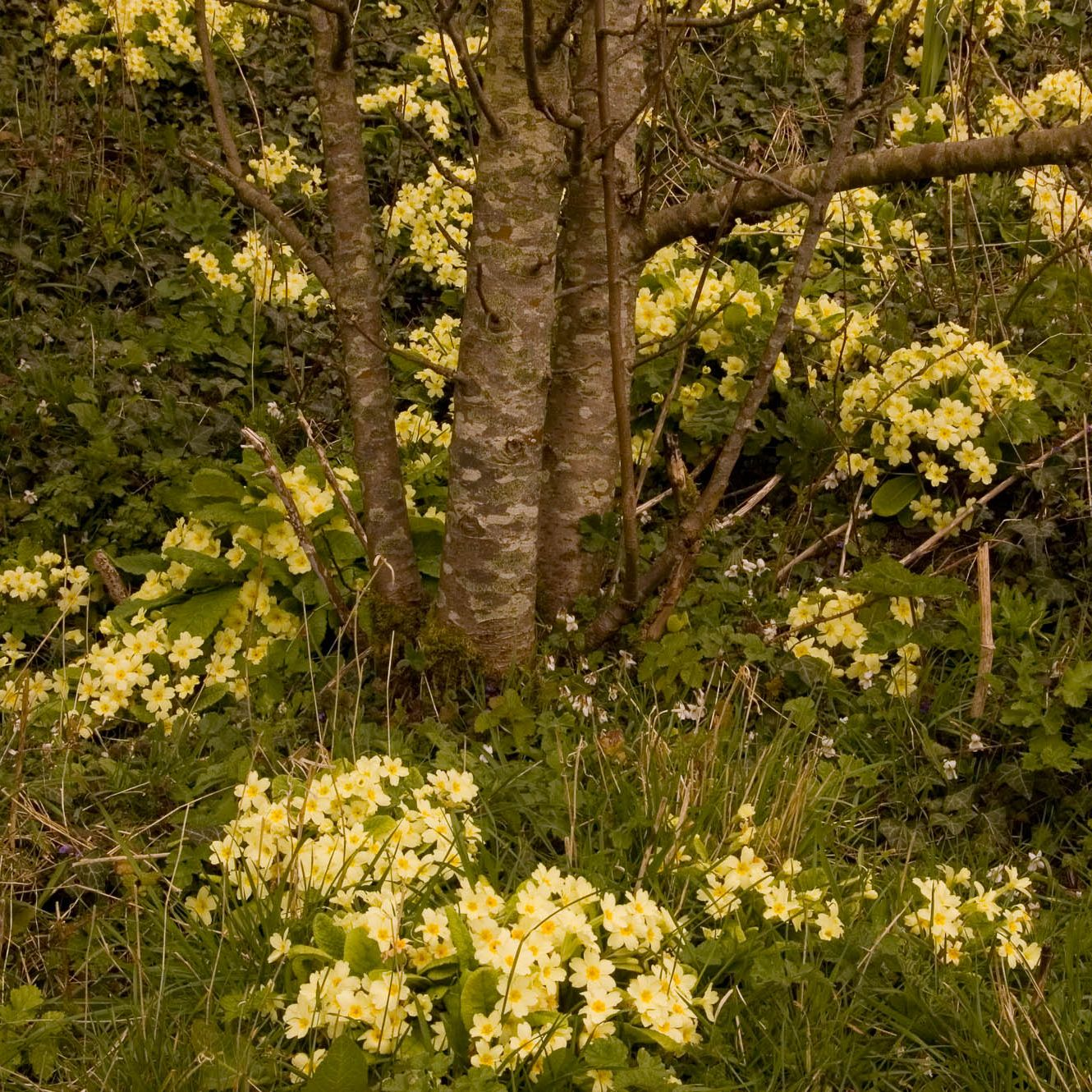 Birch tree with wild primroses & violets