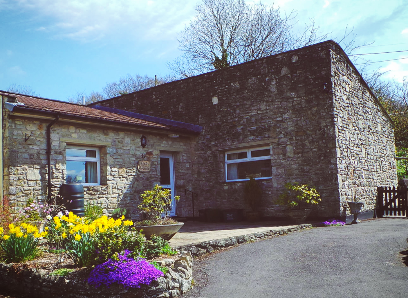 Spring at Little Paradise Cottage with daffodils & aubrecia