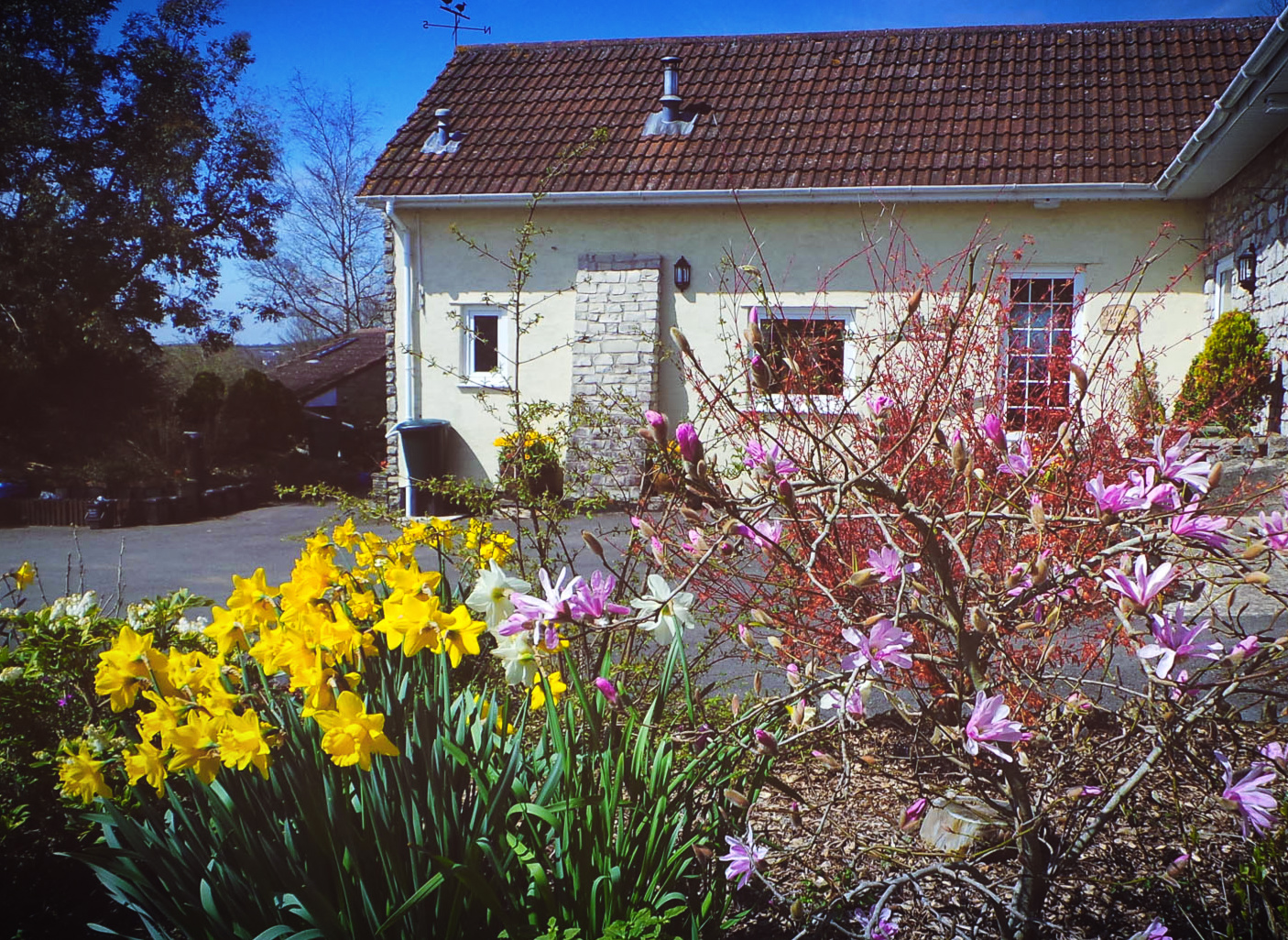 Valley View Cottage entrance with daffodils and magnolia in the forground.